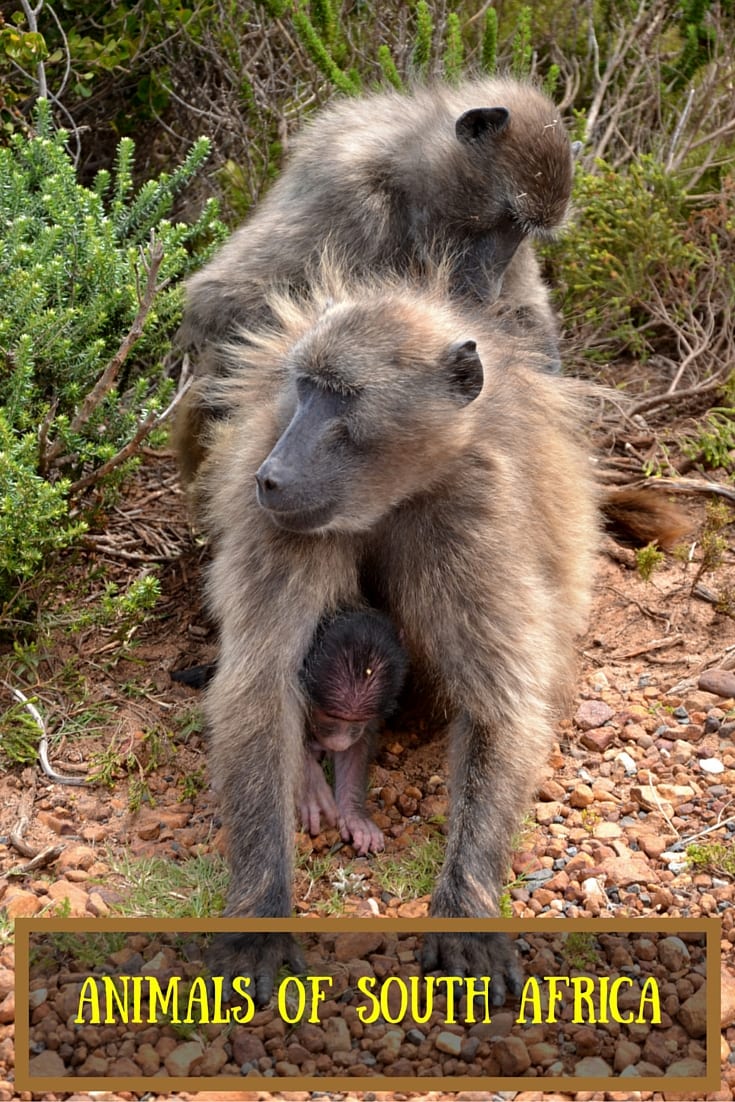 animals in south africa pin (1)
