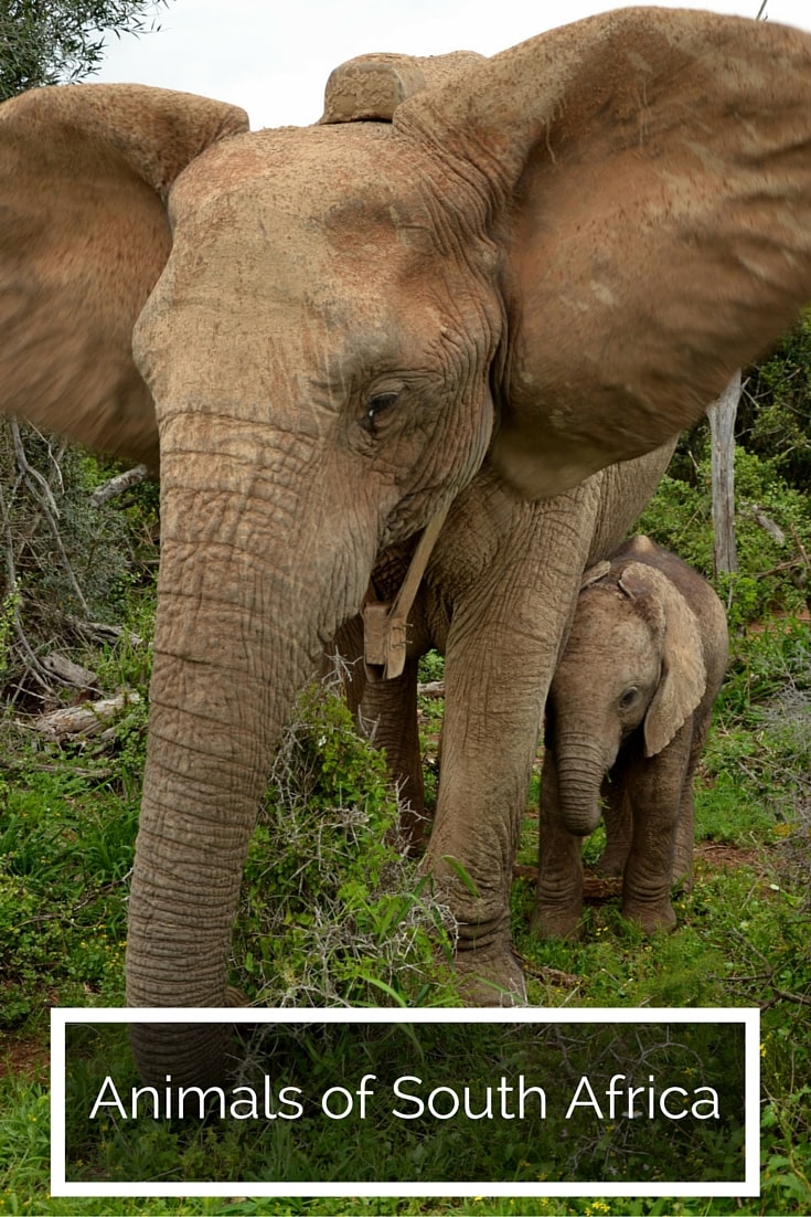 animals in south africa pin (2)