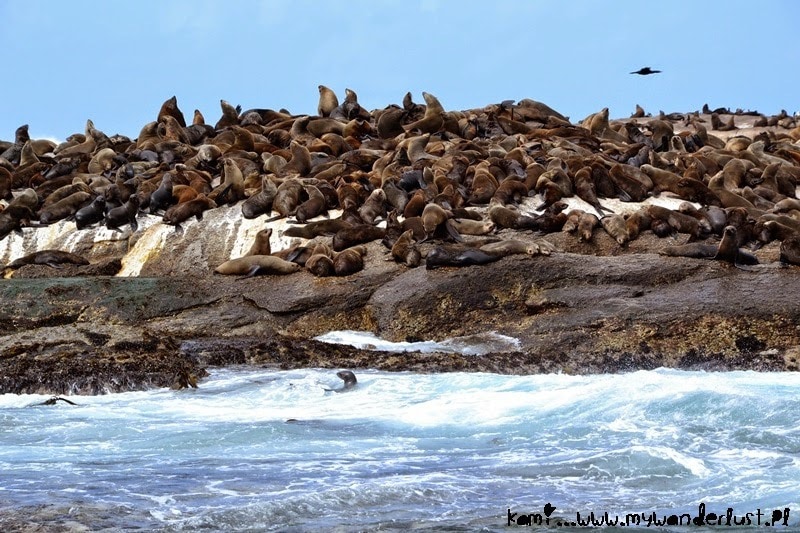 seals-south-africa